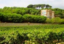 Vineyards and the Local Tradition of Human Towers